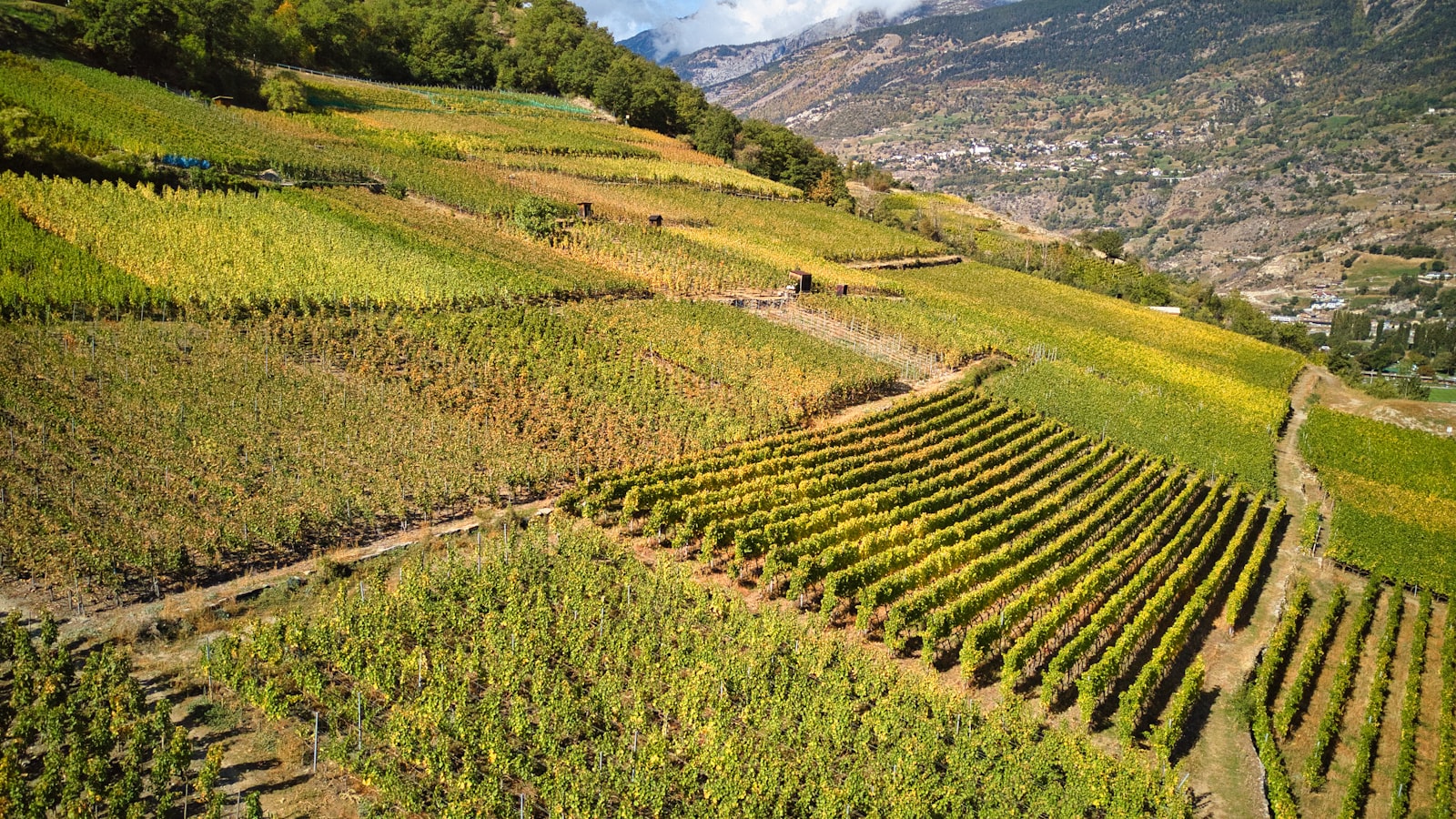 Reblehrpfad through the vineyards