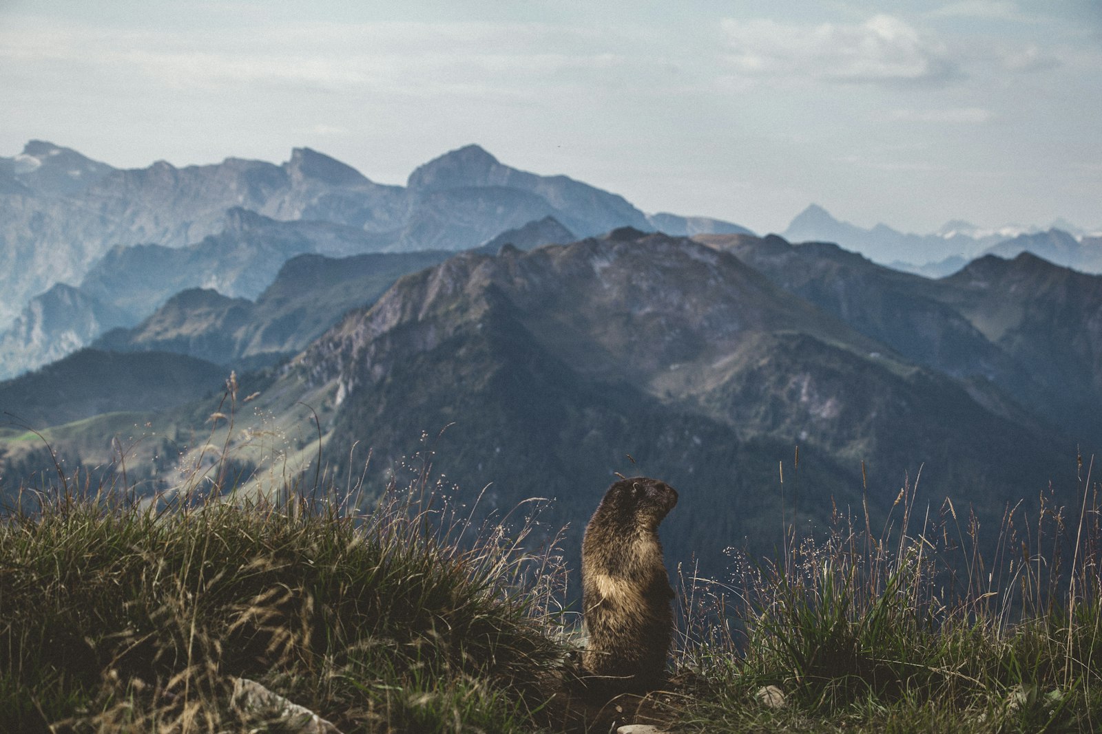 Marmot-watching at Spielboden