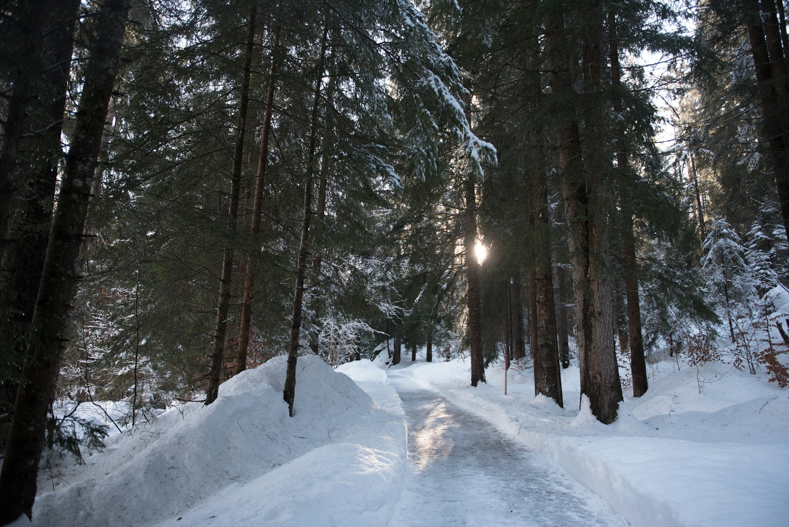 Winter walking through the Aletsch Forest